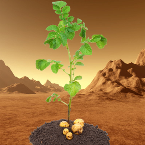 Is it possible to grow potatoes on Mars?